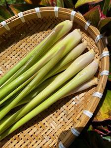 Citronnelle séchée pour l'exportation de tisanes - Product Image 5