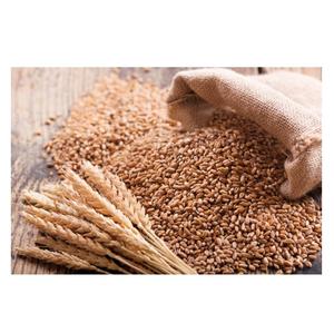 Trigo Rojo Duro de Grado Alimenticio con Alto Contenido de Proteínas para Pan, Pasta y Producción de Panadería - Product Image 1