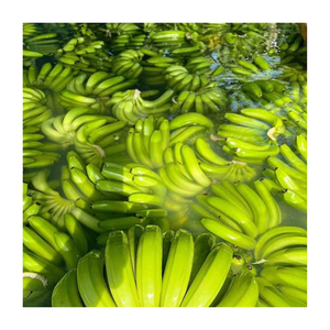 Bananes Cavendish vertes de qualité supérieure, fraîchement récoltées pour la cuisson, la friture, les chips et la chaîne d'approvisionnement commerciale - Product Image 1