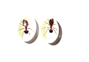 Cabujón de plástico ovalado con espécimen real de hormiga, 12x18 mm, que brilla en la oscuridad, base plana, para manualidades y fabricación de joyas - Product Image 6