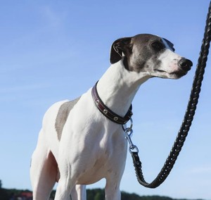 Eco-Friendly Modern Animal Print <b>Dog</b> <b>Leash</b> with 100% Cotton Material and Bowknot Decoration - Product Image 1
