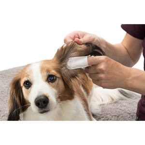 Clean Ears for <b>Pets</b> 50 Units Sea-Based <b>Pet</b> <b>Cleaning</b> & <b>Grooming</b> <b>Product</b> - Product Image 5
