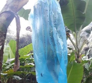 Cubierta Reutilizable Ecológica de Plástico PP No Tejido para Frutas, Protege Bananas, Tomates y Cultivos de Invierno - Product Image 3