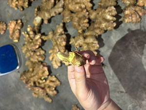 Gingembre du Vietnam de haute qualité, frais, propre, lavé, arôme intense, prix de gros - Product Image 4