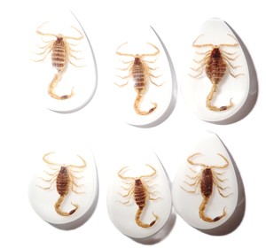 Golden Scorpion Real Specimen Plastic Cabochon Pear Shape Cut <b>Top</b> 33x22 mm White Flat Bottom for Crafts and Jewelry Making - Product Image 5