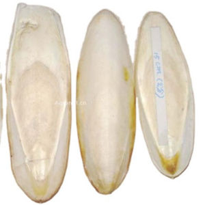 Os de seiche naturel avec emballage personnalisé OEM - Product Image 6
