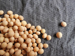 Proveedor mayorista de soja no transgénica de alta demanda, a granel, con alto contenido proteico para procesamiento de alimentos y aceite, a bajo precio. - Product Image 5
