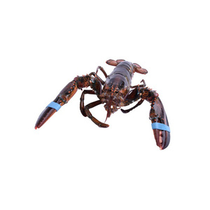 กุ้งล็อบสเตอร์แบบดิบทั้งหมดอาหารทะเลสดมีรสชาติอร่อย - Product Image 4