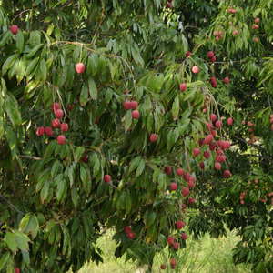 Calidad de cultivo mejorada y vida útil con aplicación foliar-Fertilizante biológico - Product Image 5