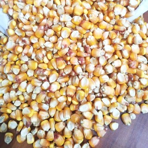 ข้าวโพดเหนียวสีเหลืองตากแห้ง |   ข้าวโพดสีเหลือง |   ผู้จัดจำหน่ายและส่งออกอาหารสัตว์เกรดพรีเมียมจากอินเดีย พร้อมอายุการเก็บรักษา 24 เดือน - Product Image 1