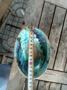 <b>Abalone</b> <b>Shell</b> Polished Seashell Large 2''-3" Wholesale Color Sage Burning - Product Image 5