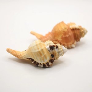 <b>Large</b> sea shell aquarium <b>fish</b> <b>tank</b> <b>ornament</b> cheap price natural seashells beach decor seashell - Product Image 5