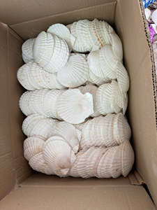 Coquilles de palourde entières de qualité export pour l'aménagement paysager et la décoration marine - Product Image 2
