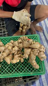 Jengibre Fresco Natural de Vietnam, Exportación al por Mayor para Compradores Internacionales que Buscan un Socio de Suministro de Contenedores a Largo Plazo - Product Image 3