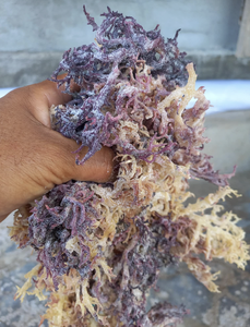 สาหร่ายเวียดนามพันธุ์ Purple Cottonii ตากแห้งด้วยแสงแดด วัตถุดิบจากพืชทะเลสำหรับการผลิตคาร์ราจีแนน วัสดุเพิ่มความข้น - Product Image 4