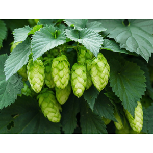 Houblon cru de qualité supérieure, ingrédient végétal à base de plantes, avec une qualité fiable et des caractéristiques naturelles fraîches - Product Image 3