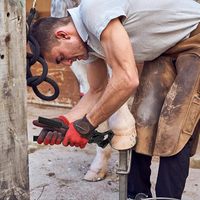Outil de coupe de sabots de précision en acier inoxydable, usage vétérinaire, outils de ferme équine, soins des animaux, haute qualité, CE 3 ans