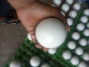 ลูกคริกเก็ตหนัง Mannu Sports - ทนทานและยืดหยุ่น ปรับแต่งขนาดและบรรจุภัณฑ์ได้ รับผลิตแบบ OEM - Product Image 3