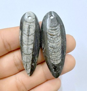 Cristal Natural de Orthoceras Cabujón, Cabujón de Piedra de Pez, Cabujones de Orthoceras Hechos a Mano, Colgante de Orthoceras al por Mayor de Buena Calidad - Product Image 1