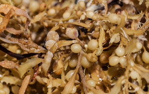 Proveedor de Musgo Marino de Vietnam – Musgo Marino a Granel de Alta Calidad a Precio Económico, Estándar 2026 para Exportación a la UE - Product Image 2