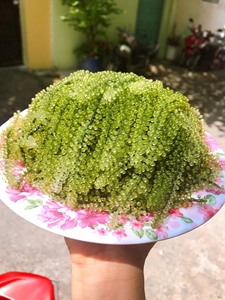 สาหร่ายทะเลออร์แกนิก-อูมิบูโด ไข่ปลาคาเวียร์เขียวสดปรุงรส อบแห้งในน้ำเกลือ บรรจุสูญญากาศ-VIET DELTA Lima - Product Image 3