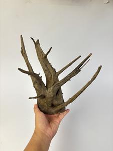 Bois flotté d'aquarium, racine d'arbre naturelle pour la décoration d'aquarium et de terrarium - Product Image 3