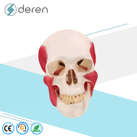 Modelo de Cráneo Humano DRS1028 con Orígenes y Puntos de Inserción Musculares, Anatomía Detallada del Cabeza y Esqueleto para Educación Médica