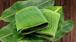 Feuilles de bananier bio fraîches surgelées, qualité supérieure, emballage alimentaire naturel, humidité contrôlée, ferme Blue Lotus, 24 mois de conservation - Product Image 5