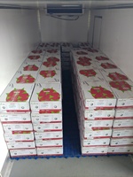 Goed Voor Gezondheid Boerderij Prijs Biologische Groothandel Nieuwe Collectie 2022 Rode Draak Fruit Gemaakt In Vietnam Vers Fruit Voor Verkoop