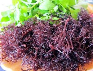 สาหร่ายมอสทะเลสีม่วงเกรดพรีเมียม แบบดิบ อบแห้ง ยี่ห้อ VIET D.E.L.T.A จากเวียดนาม บรรจุภัณฑ์สุญญากาศ อายุการเก็บรักษา 12 เดือน - Product Image 5