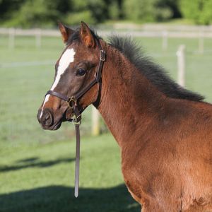 Harnais en cuir réglable à motif équestre pour courses de chevaux, pour concours et usage polyvalent, à prix avantageux en gros en Inde - Product Image 5