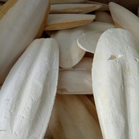 Os de seiche séché pour l'alimentation des animaux, complément de calcium, os de seiche naturel blanc pour oiseaux, perroquets, tortues, rongeurs
