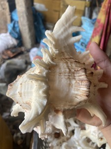 Conchas de Vieira Naturales - Decoración con Temática de Playa, Marca OEM de Ba Ria-Vung Tau, Suministro al por Mayor - Product Image 1
