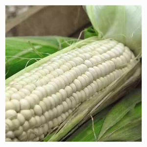 Bulk White Corn Supplier for Feed <b>Mills</b> Livestock Nutrition Poultry Industry and International Trade Companies - Product Image 5
