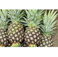Poudre de bromélaïne, enzyme naturelle dérivée de plantes pour la digestion des protéines, soutien anti-inflammatoire, utilisation alimentaire et nutritionnelle