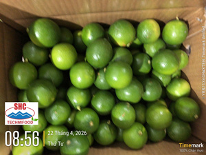 Citron vert sans pépins de qualité export – Origine Vietnam, citron vert frais pour les acheteurs en gros - Product Image 5