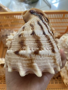 Conchas de Vieira Naturales - Decoración con Temática de Playa, Marca OEM de Ba Ria-Vung Tau, Suministro al por Mayor - Product Image 3