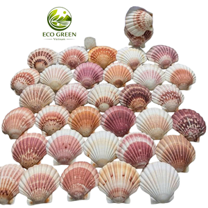 Coquille Saint-Jacques Grande Naturelle Sea Breeze, Bol de Service Luxe pour Plage, Artisanat DIY, Décoration de Table de Mariage, Décoration d'Aquarium, Vente en Gros Vietnam - Product Image 1