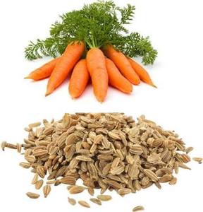 Premium Hybrid <strong>Carrot</strong> <strong>Seeds</strong> <strong>for</strong> Commercial Farming | High Germination High Yield Root Vegetable <strong>Seeds</strong> - Product Image 4