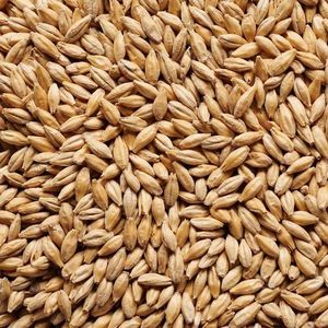 Blé à grains longs biologique pur, qualité naturelle entière supérieure pour la transformation alimentaire, le mouture, la cuisson et la fourniture fiable en gros - Product Image 1