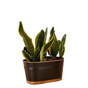 Pot de fleurs vintage noir de qualité supérieure pour plantes d'intérieur, style chic pour la maison, décoration intérieure contemporaine et rétro en provenance d'Inde - Product Image 1