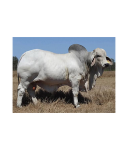 Ganado Brahman Gris para Cría Comercial y Suministro al por Mayor - Product Image 3