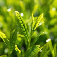 CHANPAN Vin mousseux japonais au matcha de qualité supérieure, vin de table de qualité cérémonielle, 5% ABV, sec en bouteille