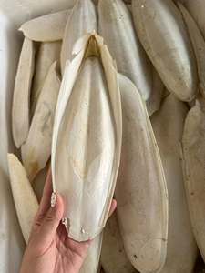 Vietnam Cuttlefish Bone Natural Cuttlebone for Pet <b>Bird</b> Cage <b>Perches</b> Parrot Budgie Beak Care and Calcium Feed Supply - Product Image 1