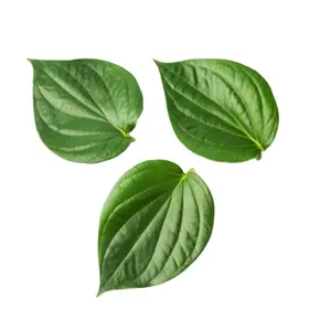 피부 관리를 위한 100% 순수하고 자연적인 Betel 잎 Paan 기름