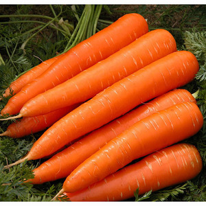 แครอทสดคุณภาพพรีเมียม/ ราคาขายส่งออร์แกนิกจากสหรัฐอเมริกา ฤดูกาลใหม่ บริการ OEM/ODM - Product Image 2