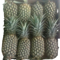 Verse Ananas Fruit Watson Merk 17-20cm Maat 2kg Verpakking Tropisch 12 Maanden Houdbaarheid VS
