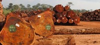 Bûches de bois d'ébène / bois de teck - Bûches rondes de 500-600 mm à vendre