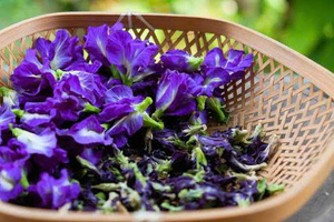EXPAD Butterfly Pea Flower Powder Mixed Dried Southeast Asia Herbal Organic 100% Natural <b>Slimming</b> <b>Tea</b> Beverage Ingredient Bulk - Product Image 3