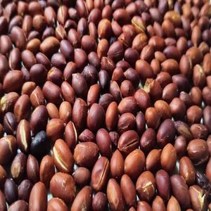 Arachides grillées indiennes prêtes à l'exportation, lot frais de qualité, texture croustillante, goût salé, en-cas à base de noix pour les fournisseurs d'ingrédients alimentaires en gros - Product Image 4